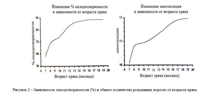 Зависимость оплодотворяемости от возраста хряка