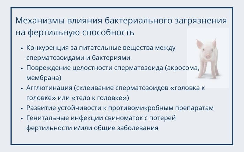 Бактериальная контаминация Бактериальная контаминация